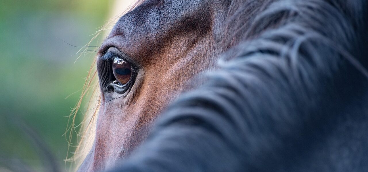 Datenschutzerklärung