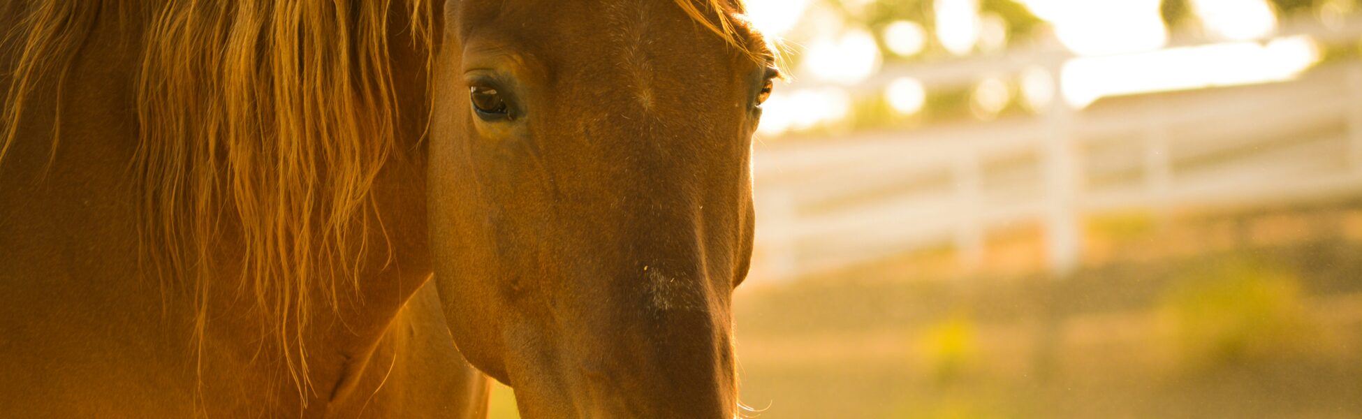 Pflegebeteiligung vs. Reitbeteiligung – was ist der Unterschied?