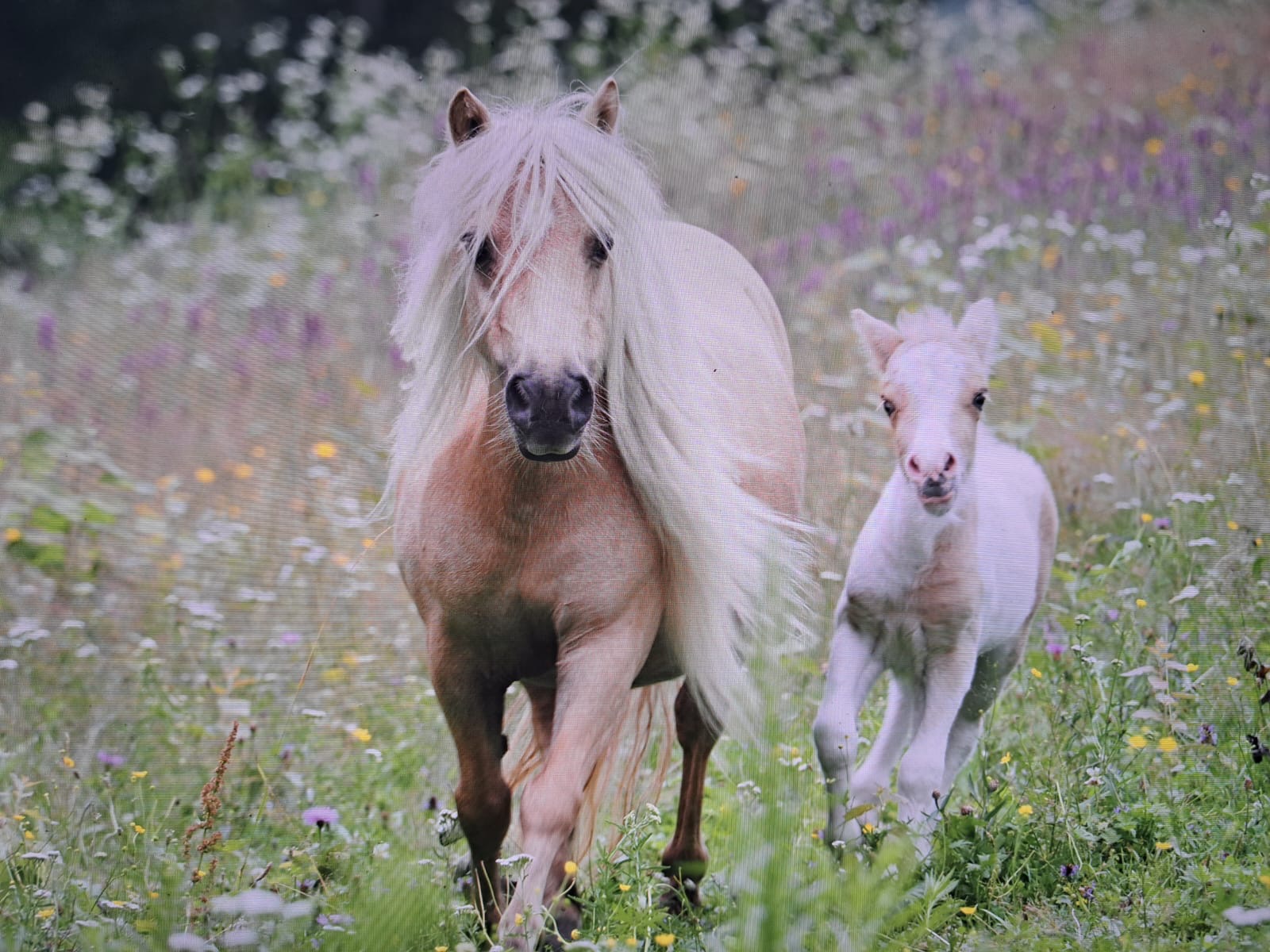 Adult palomino horse and a foal trotting through a meadow of wildflowers.