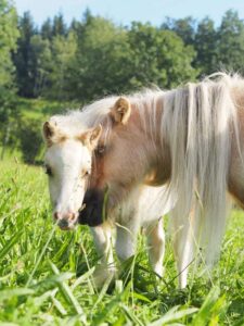 Two pale horses grazing in a sunlit green meadow, with a forested backdrop.