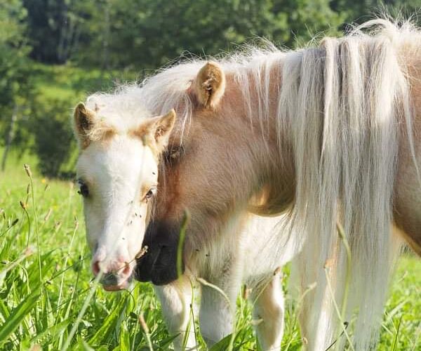Two pale horses grazing in a sunlit green meadow, with a forested backdrop.