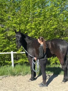 Woman in a black jacket standing beside a black horse, holding a rope lead in a sunny outdoor paddock with green trees in the background.