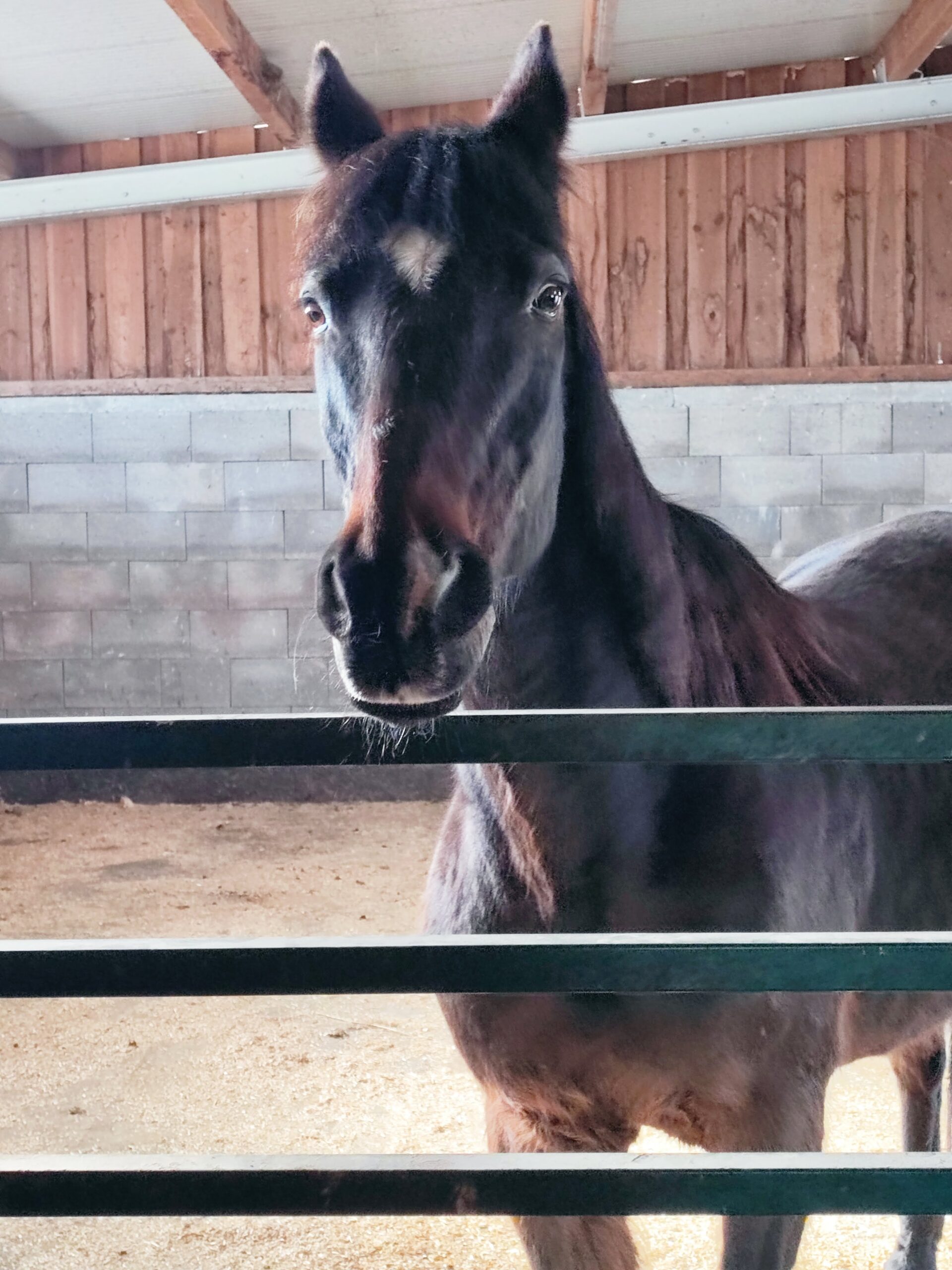 Horse leaning over a stall bar, facing the camera with a dark coat and tan markings, in a wooden stable interior