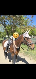 Person riding a brown horse outdoors on a sunny day; rider wears gloves and a light shirt, horse has a pink saddle pad and white ear bonnet.
