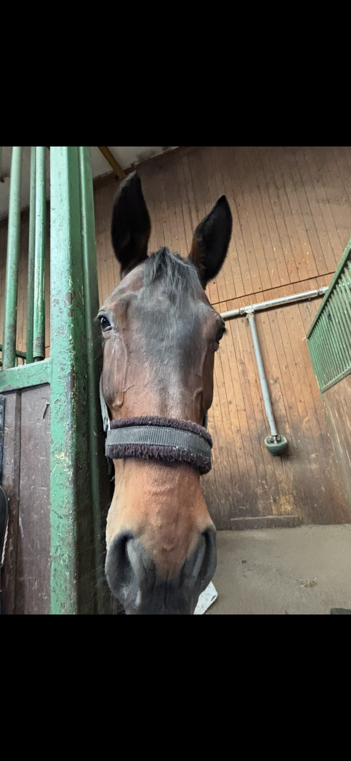 Close-up of a brown horse wearing a dark halter, head extended from a stable with green bars in the foreground.