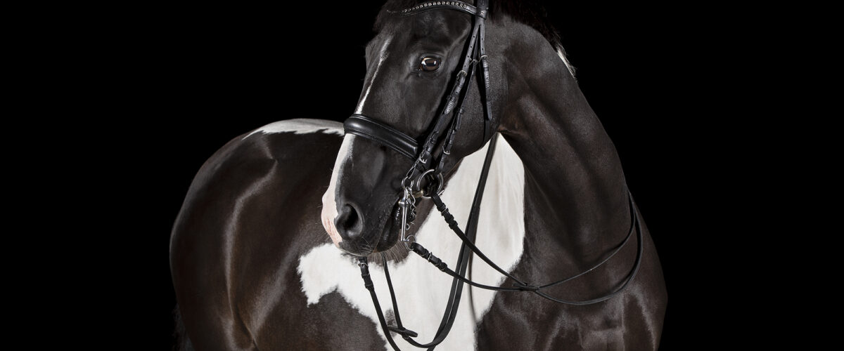 Close-up of a black and white paint horse wearing a bridle against a solid black background, showing its head and neck details.