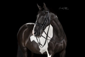 Close-up of a black and white paint horse wearing a bridle against a solid black background, showing its head and neck details.