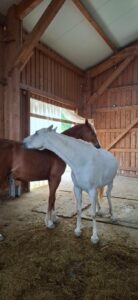 Two horses in a wooden barn, white horse wrapping its neck around a brown horse in an affectionate nuzzle.