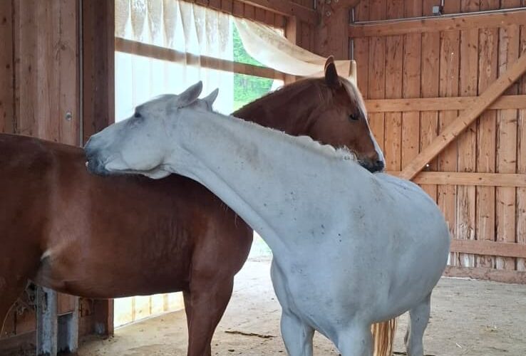 Two horses in a wooden barn, white horse wrapping its neck around a brown horse in an affectionate nuzzle.
