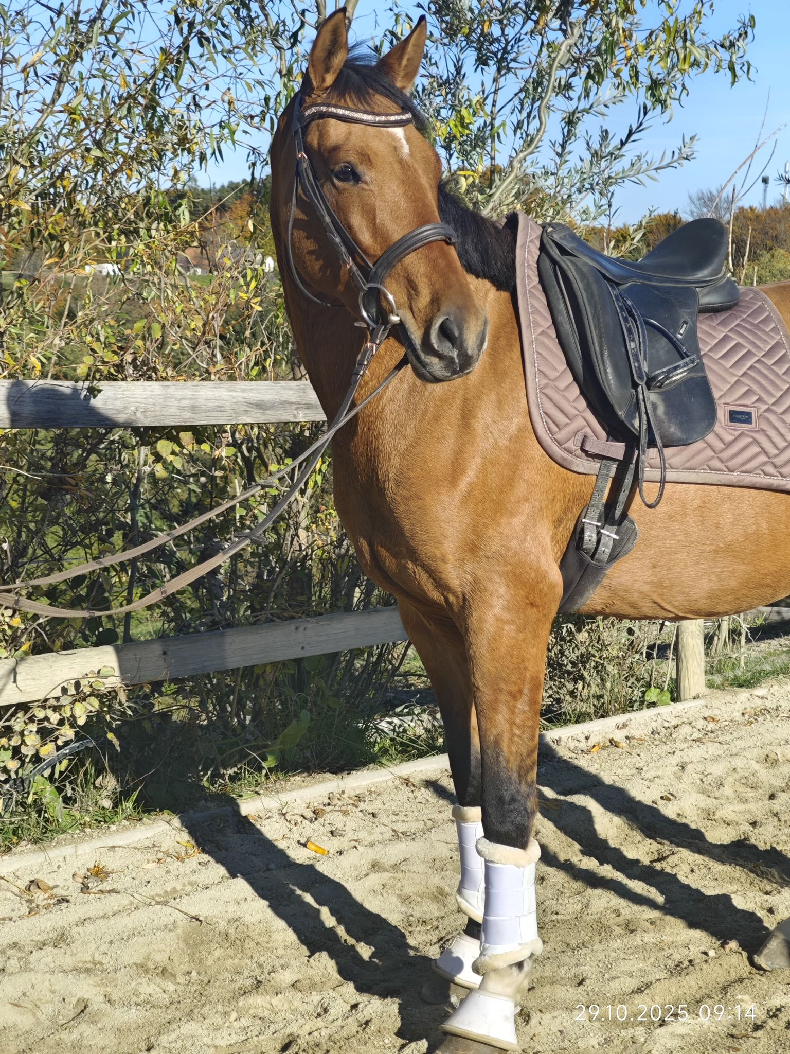Brown horse wearing a black saddle and light brown quilted pad, standing by a wooden fence in a sunny paddock with leg wraps on its front legs.