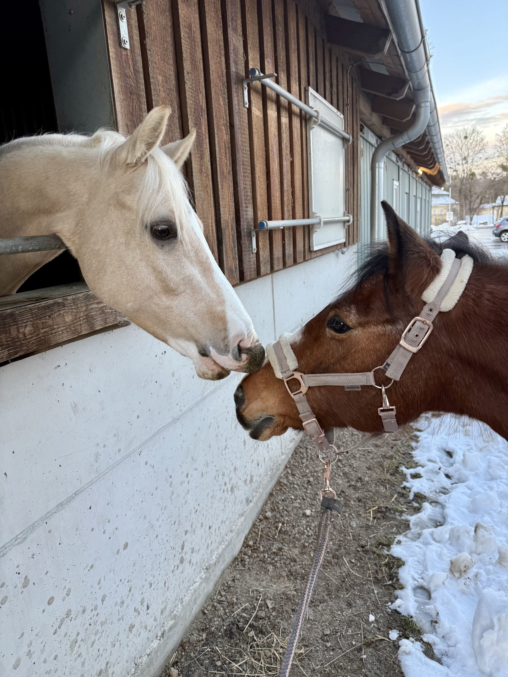 Two horses wearing halters touch noses outside a wooden stable in winter, near snow on the ground.