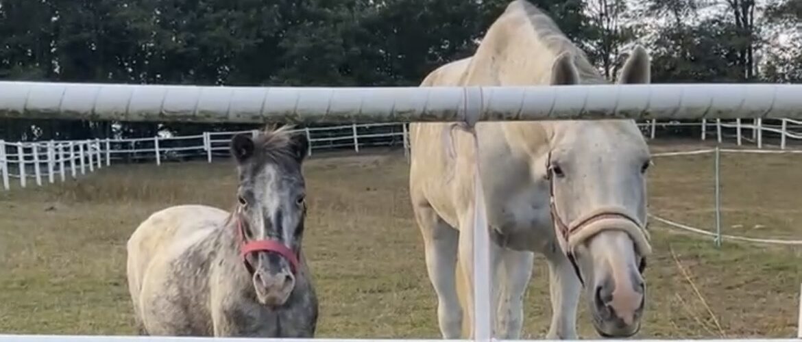 A small gray foal with a pink halter stands beside a pale adult horse behind a white fence in a grassy paddock with trees in the background.