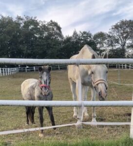 A small gray foal with a pink halter stands beside a pale adult horse behind a white fence in a grassy paddock with trees in the background.