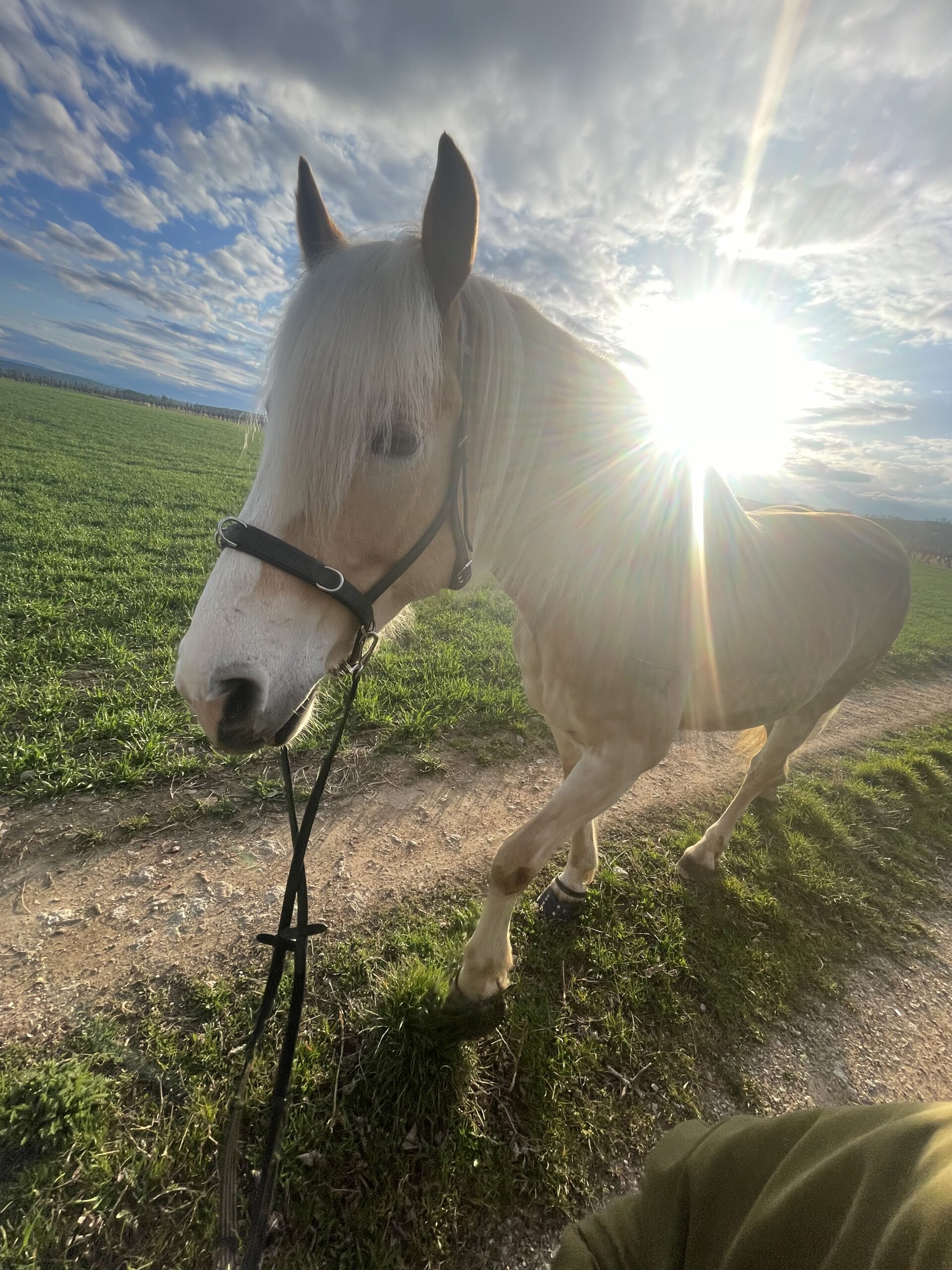White horse in a green field with bright sun behind, halter on and rider's leg in the foreground.