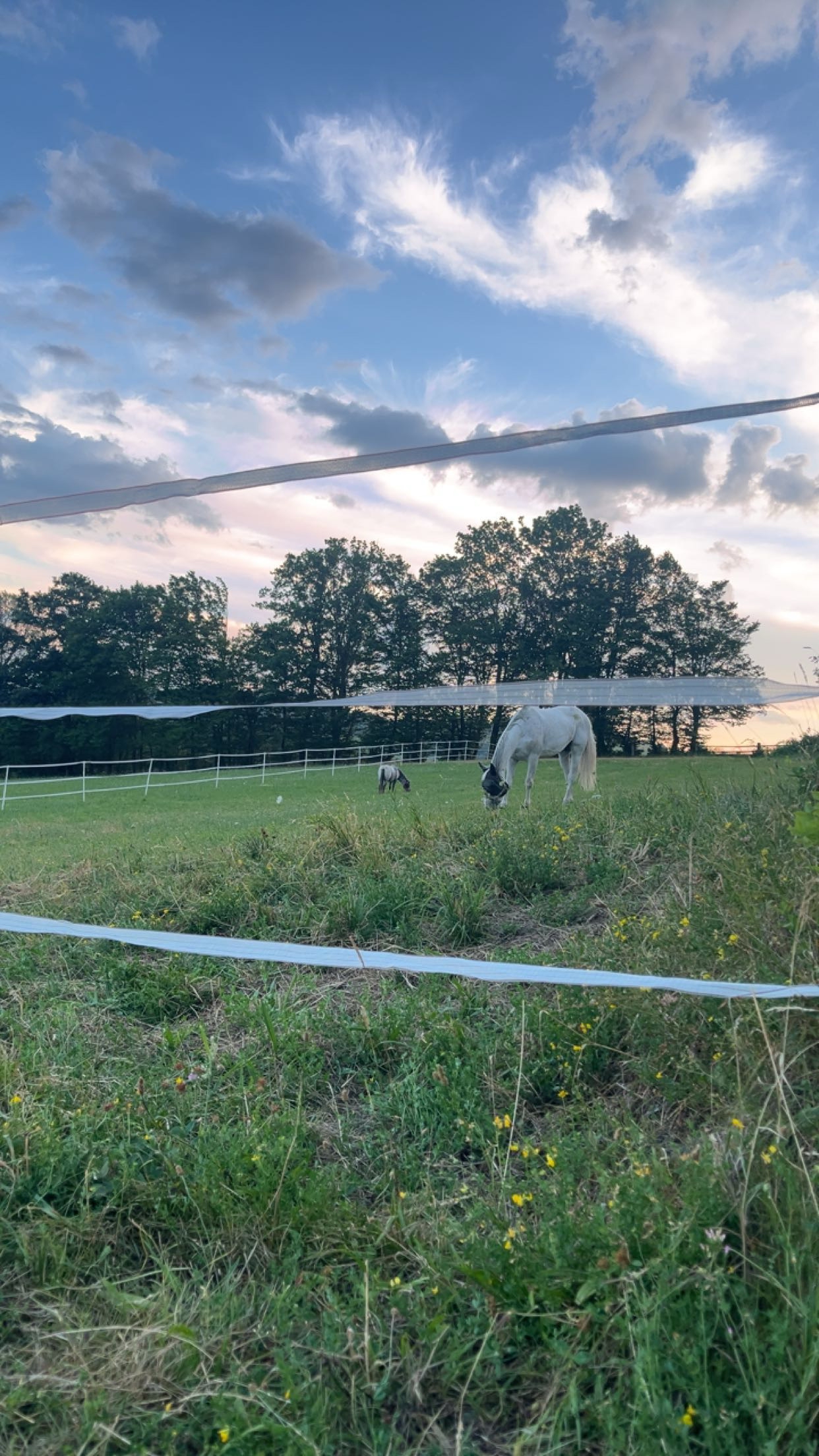 Two light-colored horses grazing in a grassy field inside a white fencing area, with a line of trees and a blue-sky, partly cloudy backdrop.