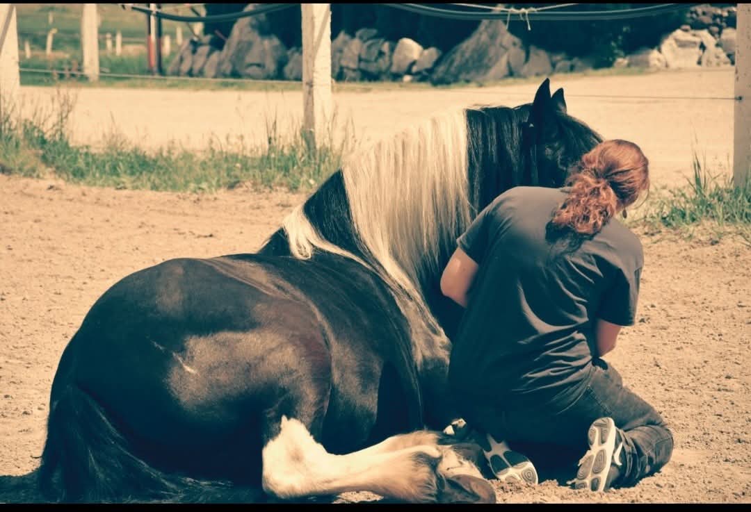 Person kneeling beside a black and white horse lying on dirt, patting its neck in a sunny paddock.