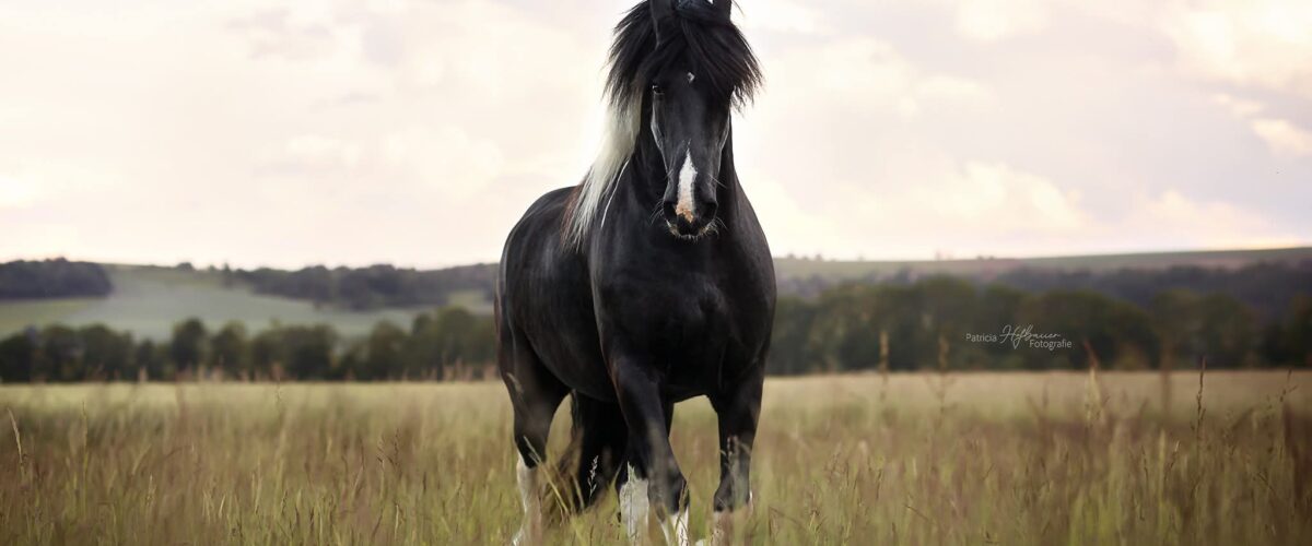 Black horse standing in a grassy meadow with a cloudy sky and distant hills in the background.