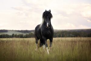 Black horse standing in a grassy meadow with a cloudy sky and distant hills in the background.
